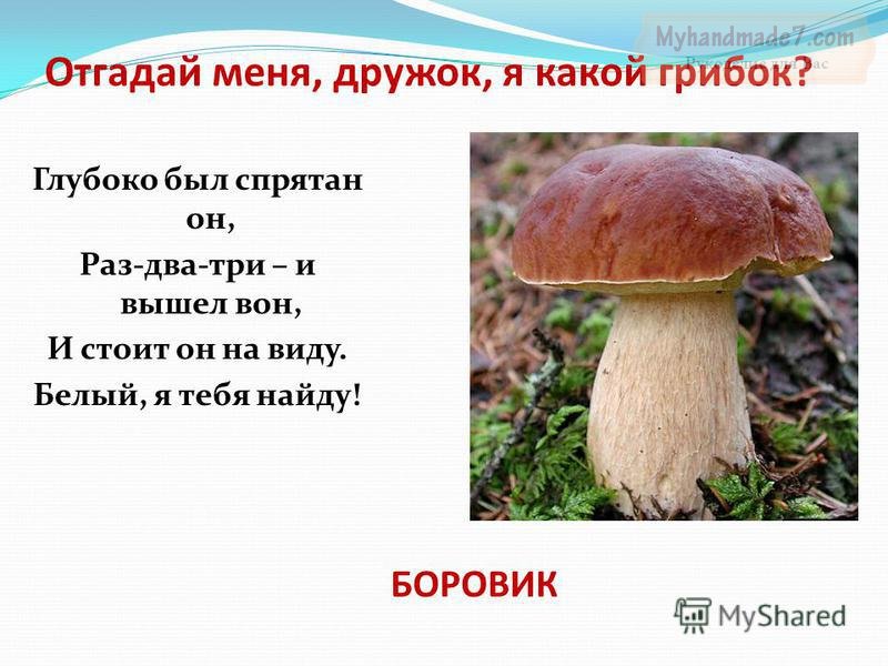загадки о грибах