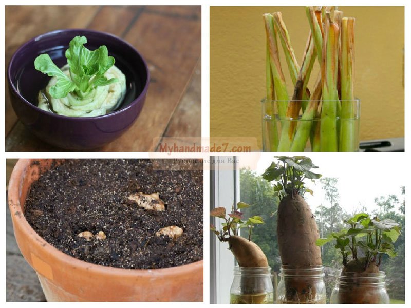 13 овощей, которые вы можете вырастить дома