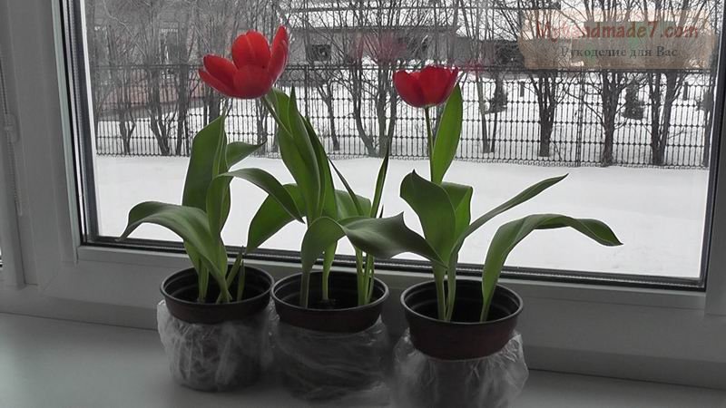 Выращиваем тюльпаны дома: советы для цветоводов