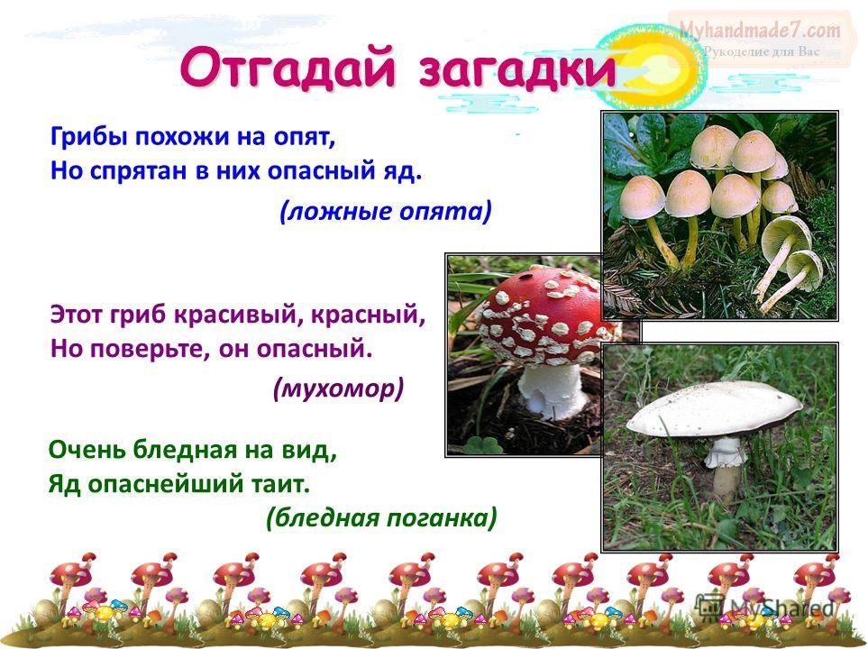 загадки о грибах