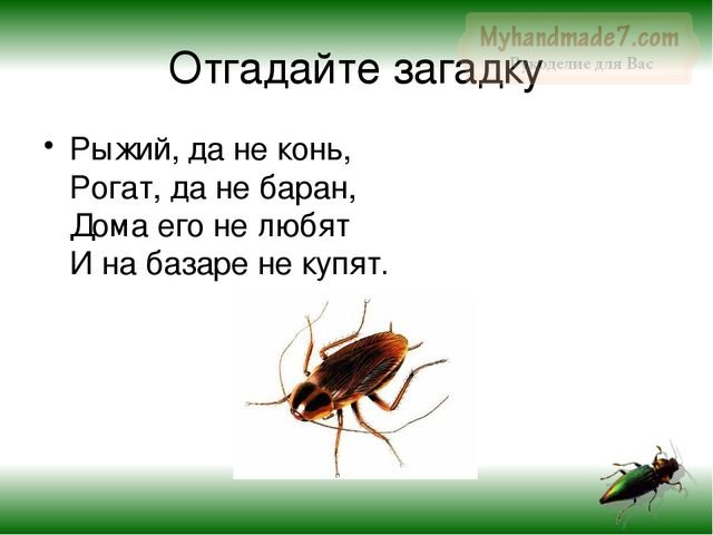 загадки о насекомых для детей с ответами