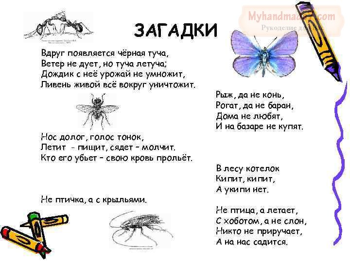 загадки о насекомых для детей с ответами