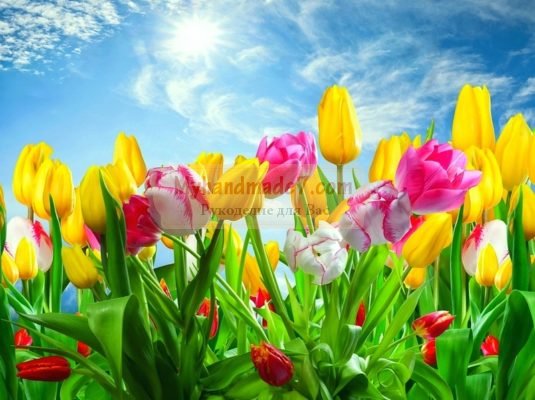 Тюльпаны - цветы приносящие радость весны