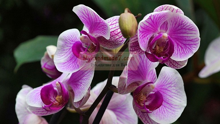Орхидея правильный и простой уход