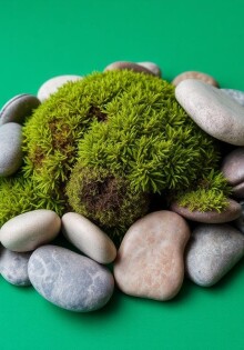 Живая скульптура: как создавать композиции из мха и камней, которые дышат