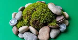 Живая скульптура: как создавать композиции из мха и камней, которые дышат