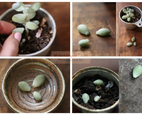 Как вырастить суккулент из листика?