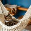 Плетение гамака для кота: уютный уголок своими руками