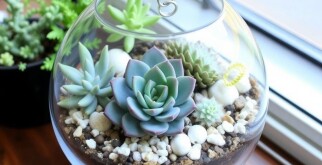 Создание флорариума с суккулентами: маленький мир в стекле