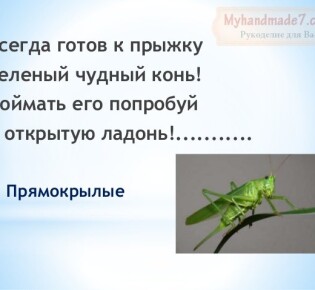 Детские загадки о насекомых для детей с ответами. 100 лучших