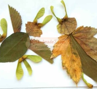 Природные поделки для детей на тему \»Осень\». Аппликация из осенних листьев «Жуки»